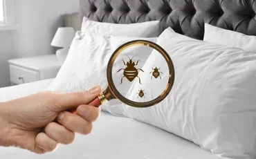 Best Bed Bug Spray Services in USA
